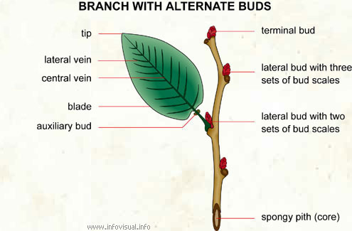 Branch with alternate buds  (Visual Dictionary)